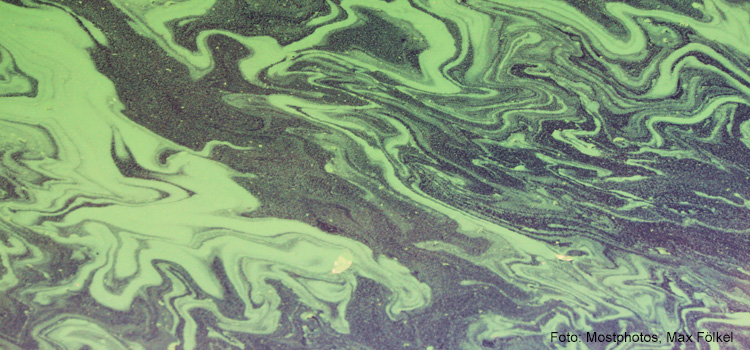 Det har börjat dyka upp algblomning i sjöar i vårt område
