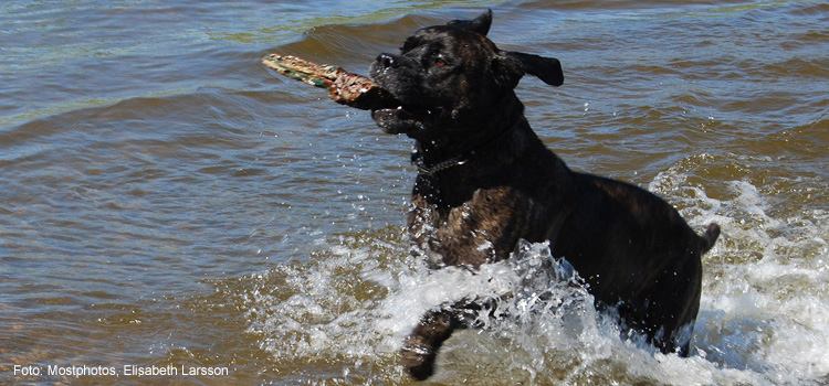 Bilden visar en svart hund som badar.